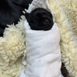 Girl 4 - female Miniature Schnauzer puppy in Bullard, Texas from Black Gold Miniature Schnauzers