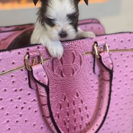 Morkie Puppies from Pink Purse Designer Breeds