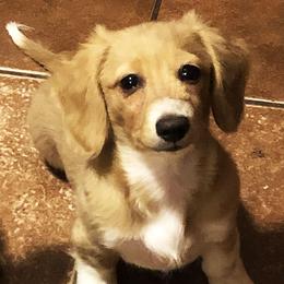 SYDNEY - Dachshund