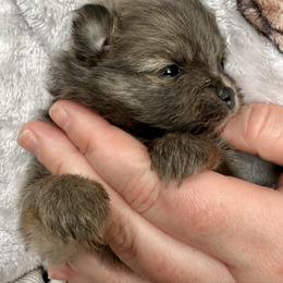 Blue Sable Boy 3wks - Blue sable male Pomeranian puppy in Madison, Ohio from PawSitive Therapy Pomeranians