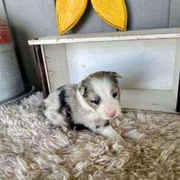 Thane - Blue merle male Border Collie puppy in Lakeview, Michigan from Haven Creek Farm