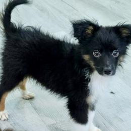 Sampson - Black tri male Miniature Australian Shepherd puppy in Norwood, Missouri from Looney Farm’s Toy & Mini Aussies