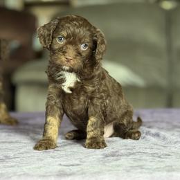 Risa(blush girl) - Chocolate female Cavapoo puppy in Millersburg, Ohio from T Sanctum