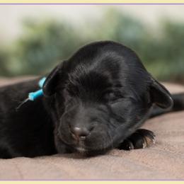 Holbrook - Black male Cockapoo puppy in Connersville, Indiana from Deaz Doodle Ranch
