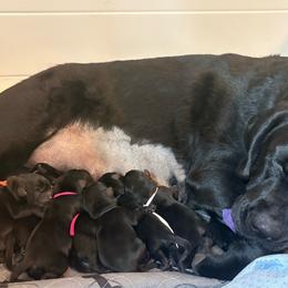Blue boy - Black male Labrador Retriever puppy in Williston, Florida from Royal K Labradors