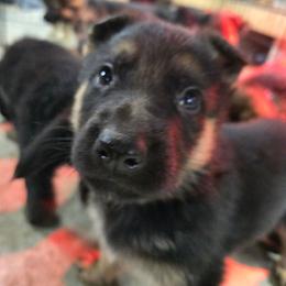 Male 2500 - Sable male German Shepherd puppy in Buckfield, Maine from Levesques German Shepherds