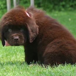 CoCo Orange collar - Brown female Newfoundland puppy in Kimball Twp, Michigan from Pine River Newfoundlands