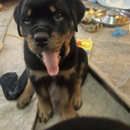 Rottweiler Puppies from CG Rottweilers