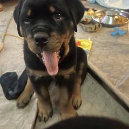 Rottweiler Puppies from CG Rottweilers