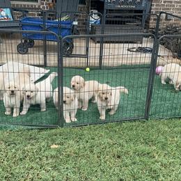 Golden Retriever puppies from M5 Goldens/Stephanie's Paws Unlimited