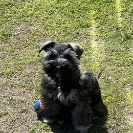 Miniature Schnauzer Puppies from Sugarbaby Kennel
