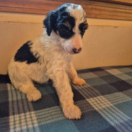 Cedar - Parti male Poodle puppy in Belgrade, Maine from Mere Point Poodles