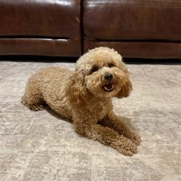Honey - Poodle