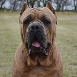 Tiernan - Cane Corso