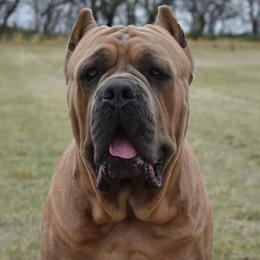 Tiernan - Cane Corso