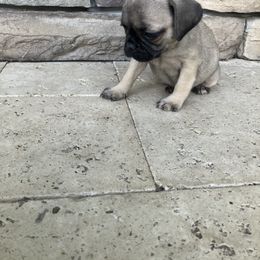 Girl 2 - Fawn female Pug puppy in Brooksville, Florida from Windsorsprings