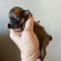 Valentino - Chocolate and tan male Chihuahua puppy in Tecumseh, Oklahoma from Callie’s Happy Chihuahuas, Callie’s Happy Treasures LLC