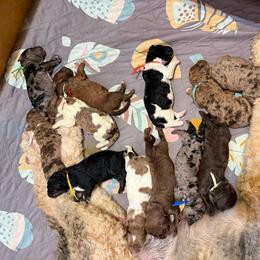 Bonnie - Merle female Saint Berdoodle puppy in Beach, North Dakota from Badland St. Berdoodles LLC