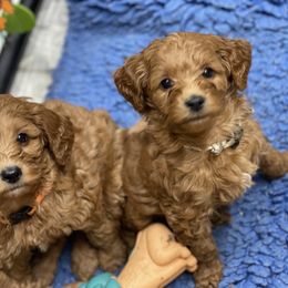 Goldendoodle Puppies from Coal Country Doodles