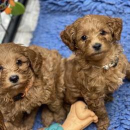 Goldendoodle Puppies from Coal Country Doodles