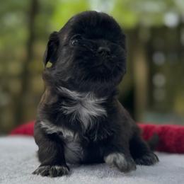 Girl 2 - Chocolate female Shih Tzu puppy in Mobile, Alabama from FluffyTail Shih Tzu