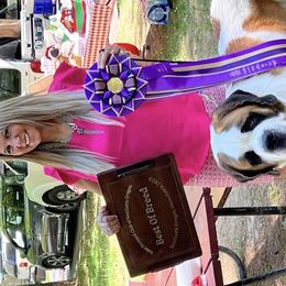 Saint Bernards and Siberian Huskies from Pachodi Kennels