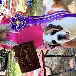 Saint Bernards and Siberian Huskies from Pachodi Kennels