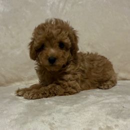 Daisy - Apricot female Poodle puppy in Auburn, Georgia from Southern Poodles