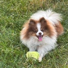 Bentley - Chocolate merle male Pomeranian puppy in Douglas, Massachusetts from Country Oak Poms LLC