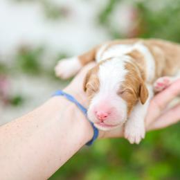 McLaren - Red male Bernedoodle puppy in Tucson, Arizona from Sun Valley Goldendoodles