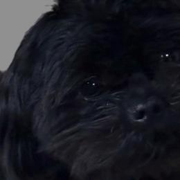Shih Tzus from AKC Shih Tzu’s of the South