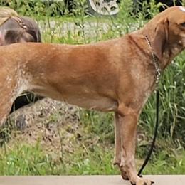 Clarabelle  - American English Coonhound