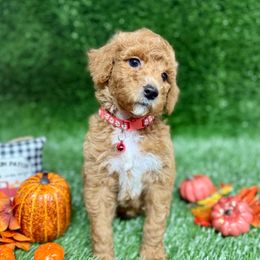 Morgan - Apricot female Goldendoodle puppy in Willacoochee, Georgia from Kitandkboodle's Doodles