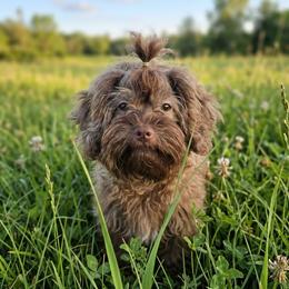 Monty - Brown male Russian Tsvetnaya Bolonka puppy in Chicago, Illinois from Simply Bolonka - A Russian Tsvetnaya Bolonka Kennel