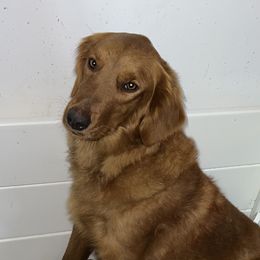 Rosie - Golden Retriever