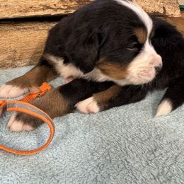 Orange - Black rust and white male Bernese Mountain Dog puppy in Delton, Michigan from Rocky Top Acres