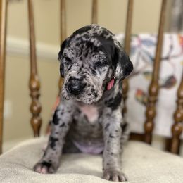 Girl 1 - Skye - Merle Great Dane puppy in Tennessee from Campbell Great Danes