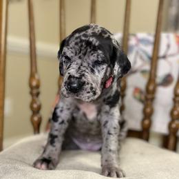 Girl 1 - Skye - Merle Great Dane puppy in Tennessee from Campbell Great Danes