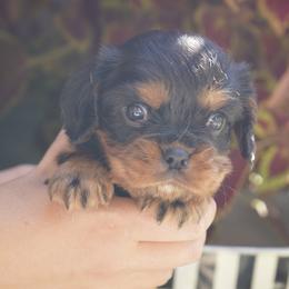 Peanut - Black and tan male Cavalier King Charles Spaniel puppy in Lula, Georgia from Cavaliers by Crumley