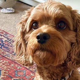 Sammy - Cavapoo