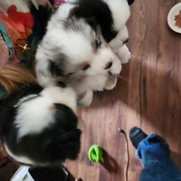 Miniature Australian Shepherd Puppies from Furner Farms