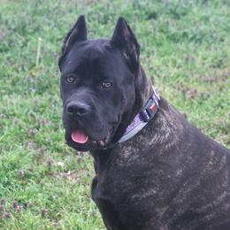 Melody - Cane Corso