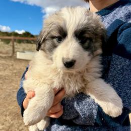 Velocity- pink - Badger female Colorado Mountain Dog puppy in Cotopaxi, Colorado from Once Upon A Moose (OUM)