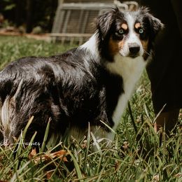Holly - Miniature Australian Shepherd