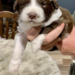 Aussiedoodle Puppies from Lisa Edge - EdgeCo's Hilltop Aussiedoodles