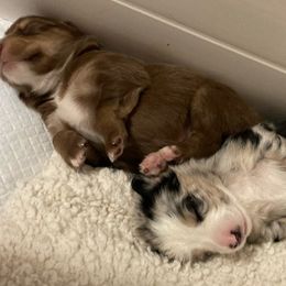 Miniature Australian Shepherd Puppies from Blue Skye's Miniature Australian Shepherds