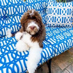 English Springer Spaniel, Poodle, and Springerdoodle Puppies from SpringerDoodles at the Beach