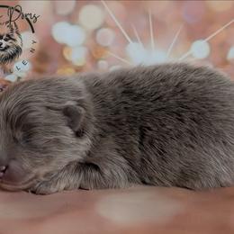 Bear - Lavender male Pomeranian puppy in Fultonville, New York from Sandy Aussies & Pomeranians