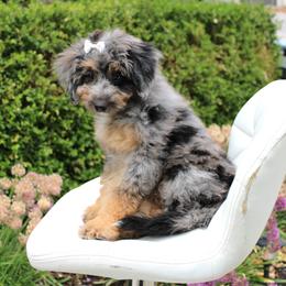 Sage - Merle female Bernedoodle puppy in Eagle Mountain, Utah from Fur Real Puppies.