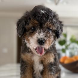 Female No.1 Merle Tri - Tri-color female Bernedoodle puppy in Modesto, California from Central Valley Canine Companions